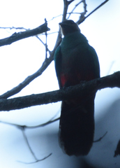 Pharomachrus fulgidus