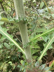 Cirsium subcoriaceum