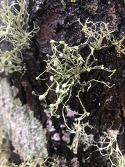 Ramalina stenospora