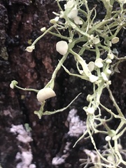 Ramalina stenospora