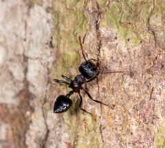Crematogaster aurita