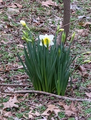Narcissus