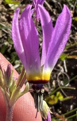Primula clevelandii gracilis
