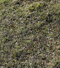 Primula clevelandii gracilis