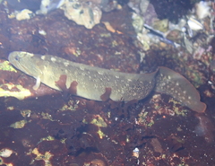 Cebidichthys violaceus