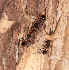 Crematogaster aurita