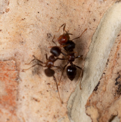 Crematogaster aurita