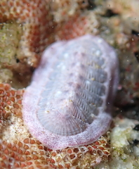 Lepidozona scrobiculata