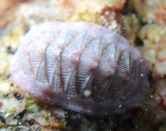 Lepidozona scrobiculata