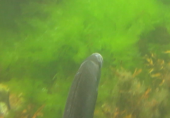 Latridopsis ciliaris