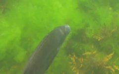 Latridopsis ciliaris