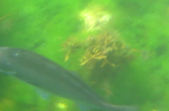 Latridopsis ciliaris