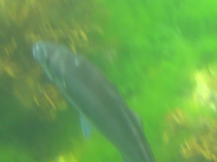 Latridopsis ciliaris