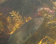 Odax pullus