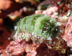 Dendrochiton flectens