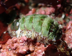 Dendrochiton flectens