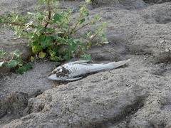 Hypostomus