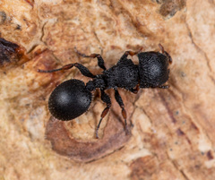 Cataulacus granulatus