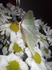 Actias aliena