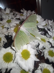 Actias aliena