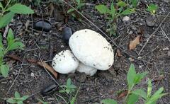Calvatia cyathiformis