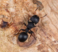 Cataulacus granulatus