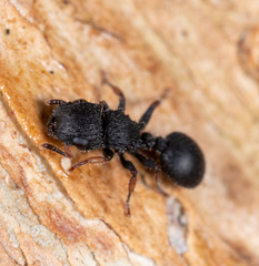 Cataulacus granulatus