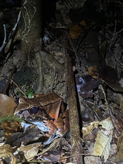 Leptodactylus knudseni