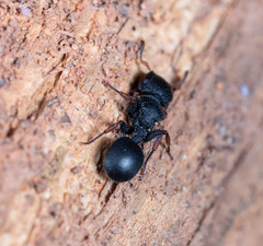 Cataulacus granulatus