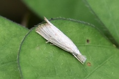 Haimbachia placidellus