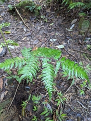 Gymnosphaera podophylla
