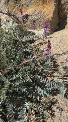 Astragalus palmeri