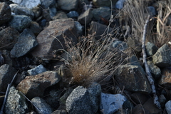 Bulbostylis capillaris