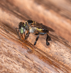 Lepidotrigona terminata