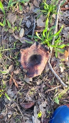 Lactarius alnicola