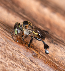 Lepidotrigona terminata