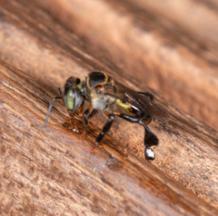 Lepidotrigona terminata