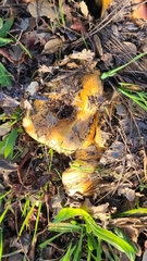 Lactarius alnicola