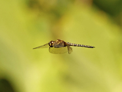 Hydrobasileus brevistylus