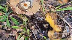 Lactarius alnicola