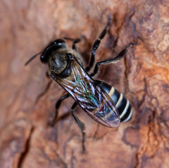 Apis andreniformis