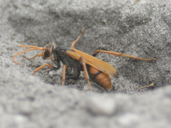 Cryptocheilus australis