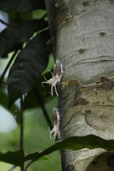 Pterodictya reticularis