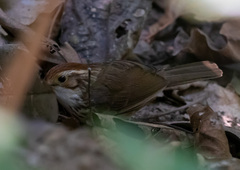 Pellorneum ruficeps