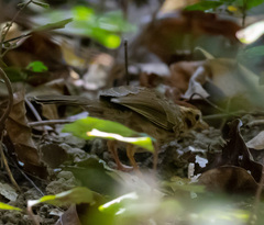 Pellorneum ruficeps
