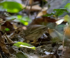 Pellorneum ruficeps
