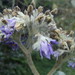 Solanum auriculatum - Photo (c) harison, algunos derechos reservados (CC BY-NC), subido por harison