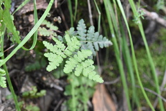 Pentagramma triangularis