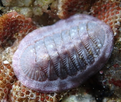 Lepidozona scrobiculata