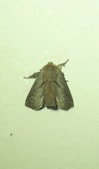Anaxidia lozogramma
